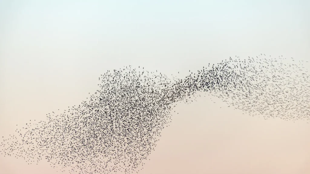 Ein Vogelschwarm am Himmel